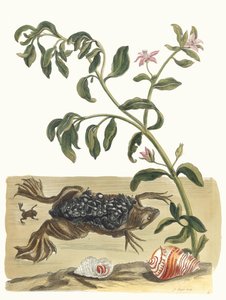 Cresson. Ur boken Metamorphosis insectorum Surinamensium, 1705. av Maria Sibylla Merian