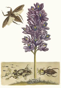 Eichhornia crassipes. Ur boken Metamorphosis insectorum Surinamensium, 1705. av Maria Sibylla Merian