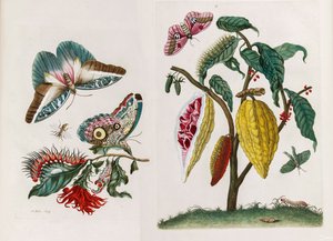 Ur boken Metamorphosis insectorum Surinamensium, 1705.