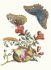 Grenadjär. Ur boken Metamorphosis insectorum Surinamensium, 1705. av Maria Sibylla Merian