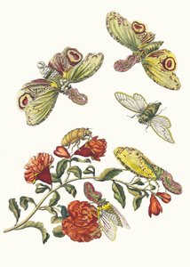 Grenadjär. Ur boken Metamorphosis insectorum Surinamensium, 1705. av Maria Sibylla Merian