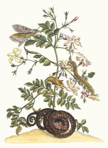 Jasminum grandiflorum. Ur boken Metamorphosis insectorum Surinamensium, 1705. av Maria Sibylla Merian