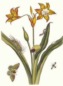 Lis Rouge. Ur boken Metamorphosis insectorum Surinamensium, 1705. av Maria Sibylla Merian