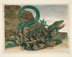 Ödla, från Metamorphosis Insectorum Surinamensium av Maria Sibylla Merian