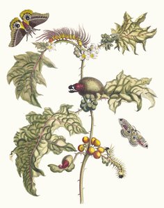 Maccai. Ur boken Metamorphosis insectorum Surinamensium, 1705. av Maria Sibylla Merian