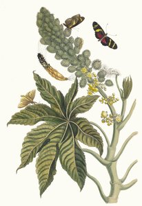 Palma Christi. Ur boken Metamorphosis insectorum Surinamensium, 1705. av Maria Sibylla Merian