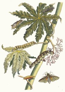 Papay. Ur boken Metamorphosis insectorum Surinamensium, 1705. av Maria Sibylla Merian