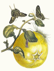 Pompelmös. Ur boken Metamorphosis insectorum Surinamensium, 1705. av Maria Sibylla Merian