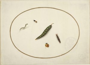 Larver och insekter, i en liggande oval, inramade av en gyllene linje, fint utförda som en miniatyr av Maria Sibylla Merian