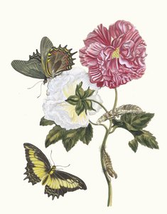 Rosier. Ur boken Metamorphosis insectorum Surinamensium, 1705.