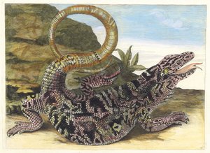 Sauvegarde. Ur boken Metamorphosis insectorum Surinamensium, 1705. av Maria Sibylla Merian