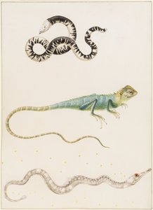 Sydamerikansk småhuvad masködla, leguan eller ostindisk trädödla och nålfisk av Maria Sibylla Merian