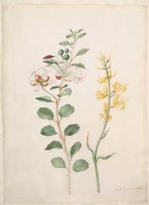 Studie av kapris, ginst och en skalbagge av Maria Sibylla Merian
