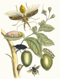 Tarouba. Ur boken Metamorphosis insectorum Surinamensium, 1705.