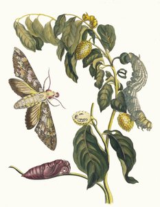 Zursak. Ur boken Metamorphosis insectorum Surinamensium, 1705. av Maria Sibylla Merian