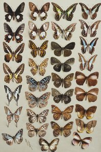 Trettiotre fjärilar, i fyra kolumner, tillhörande familjerna Papilionidae och Danainae,