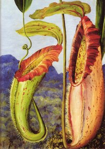 En ny krukväxt från kalkstensbergen i Sarawak, Borneo av Marianne North