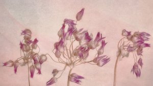 Ömtåliga torkade blommor av Marie-anne Stas
