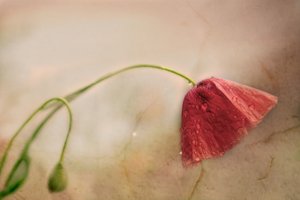 Ömtålig vallmoblomning
