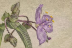 Ömtålig lila blomma