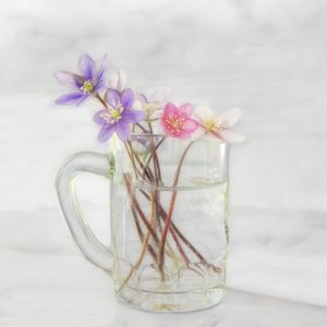 Ömtåliga vårblommor av Marie-anne Stas