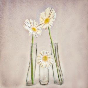 Elegant White Gerberas av Marie-anne Stas