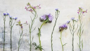 Eteriska vildblommor av Marie-anne Stas