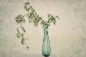 Stilleben med gröna humleblommor