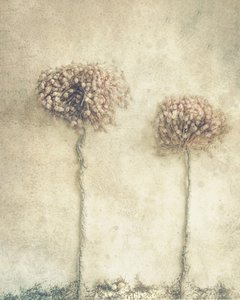 Rustika torkade blommor av Marie-anne Stas