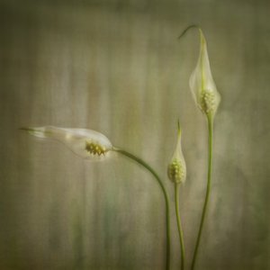 Fridfulla liljeblommor av Marie-anne Stas