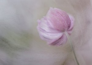 Mjukrosa blomma