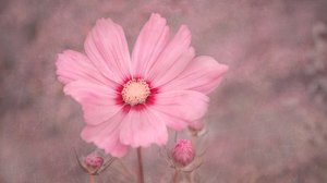 Mjukt rosa kosmos av Marie-anne Stas