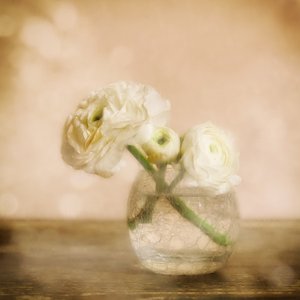 Mjuk ranunkelblomma