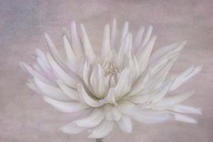 Mjuk vit dahlia av Marie-anne Stas