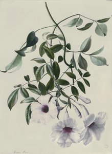 Jasmin av Marie Anne