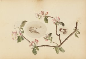 Madame B-albumet av Marie-Blanche-Hennelle Fournier