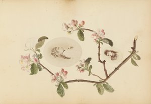 The Madame B Album, 1870-talet.