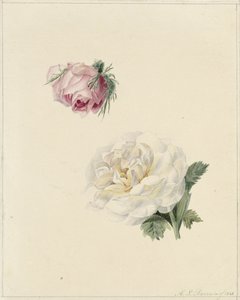Studier av en rosa och en vit ros av Marie Louise Praetorius