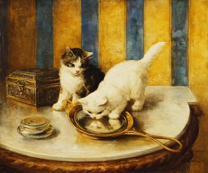Feline Reflections av Marie Yvonne Laur
