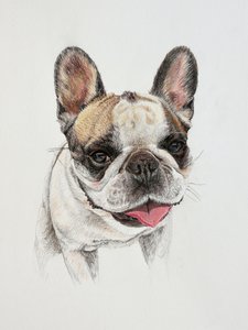 Glad fransk bulldogg