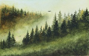 Dimmig vintergrön skog