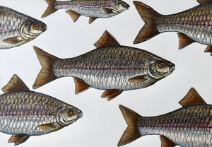 Illustration av en simmande fisk