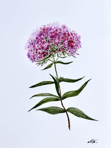 Livfull botanisk blomning