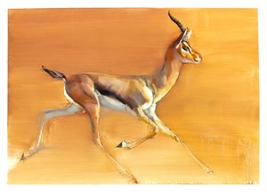 Arabisk gasell, 2010 (olja på papper) av Mark Adlington