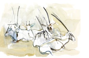 Arabian Oryx, 2010 (olja på papper) av Mark Adlington