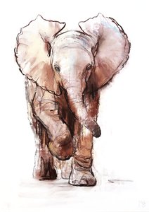 Baby elefant, Loisaba, 2018 av Mark Adlington