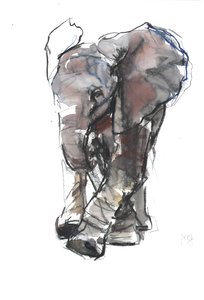 Bebiselefantstudie, 2018 av Mark Adlington