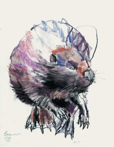 Bäver, 2001 (charcoal und conte på papper) av Mark Adlington