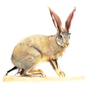 Cape Hare, 2010 (olja på papper) av Mark Adlington