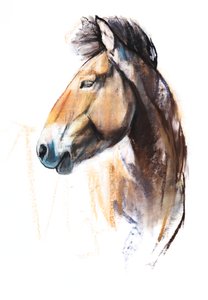 Desert Spirit (Przewalski), 2013, (pastell och kol på papper)